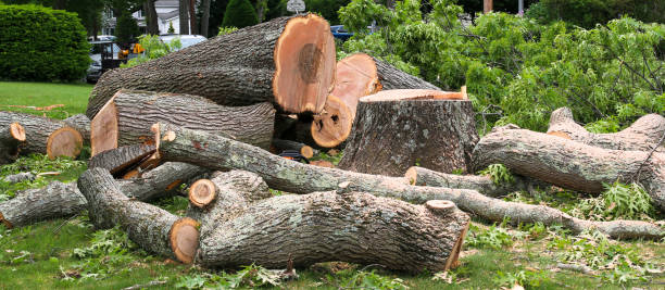 Best Lawn Renovation and Restoration  in Remerton, GA