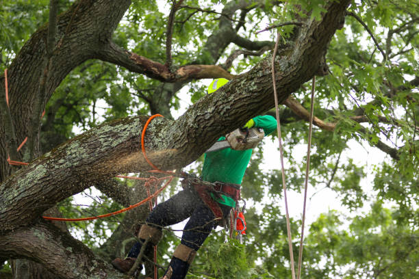 Trusted Remerton, GA Tree Care Experts