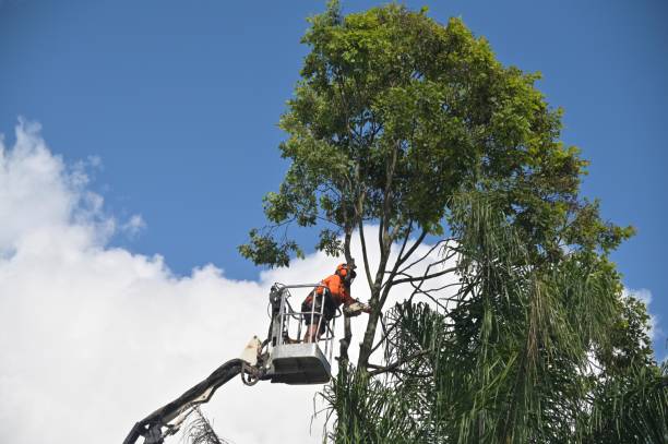 Best Tree Mulching  in Remerton, GA