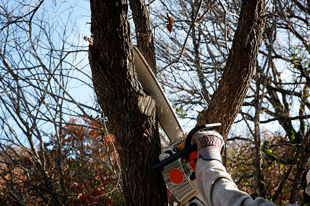 Best Utility Line Clearance  in Remerton, GA