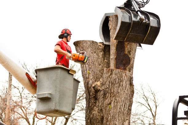 Best Tree Mulching  in Remerton, GA